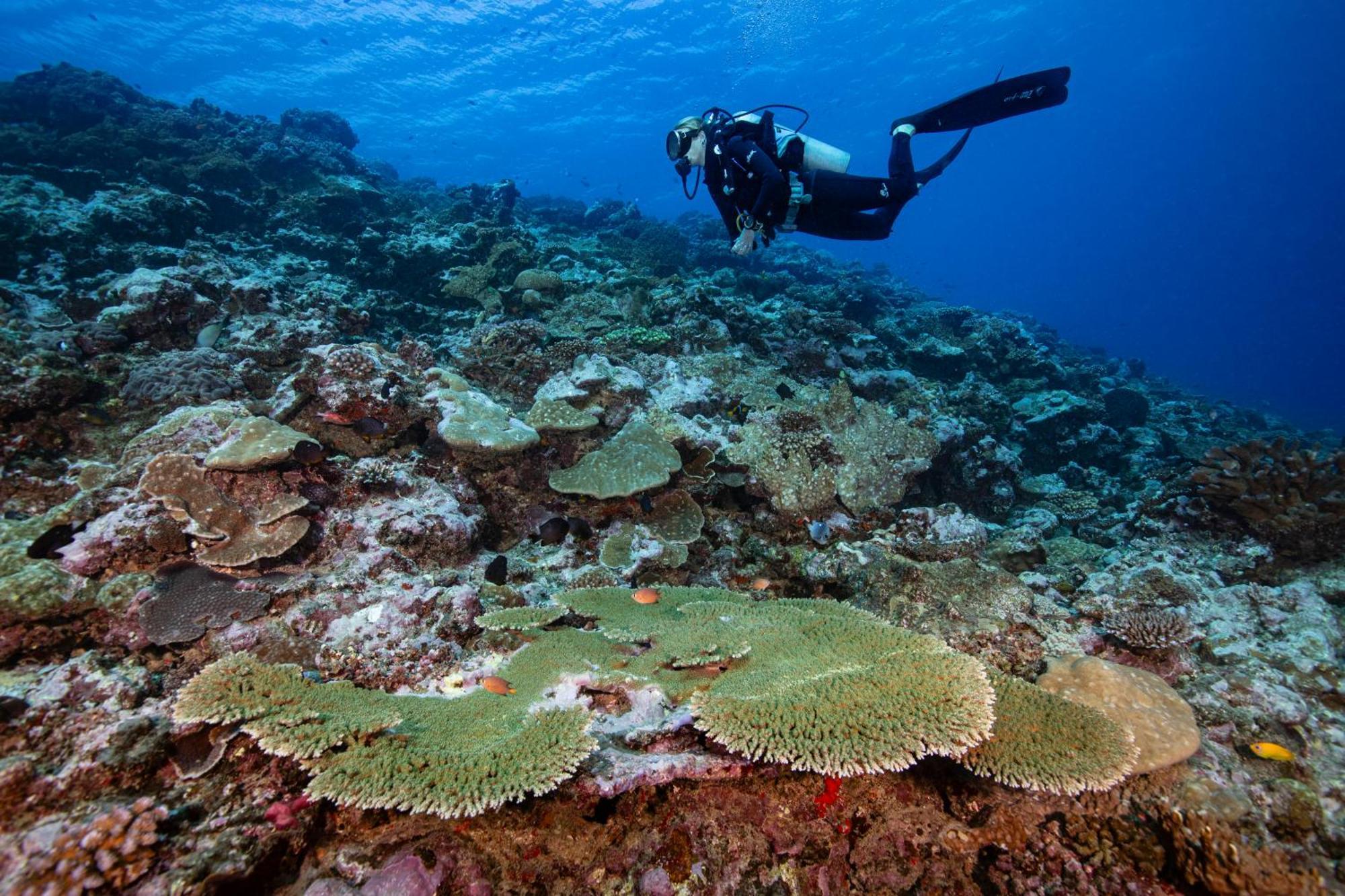 Waidroka Bay Resort Deuba エクステリア 写真